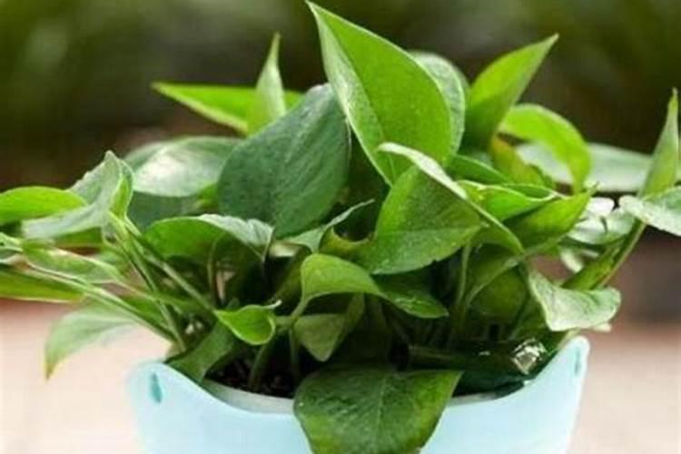 给大蒜冲什么肥料和药好