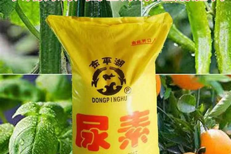 种菜用尿素还是复合肥