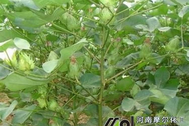 水稻只能种在水里吗？