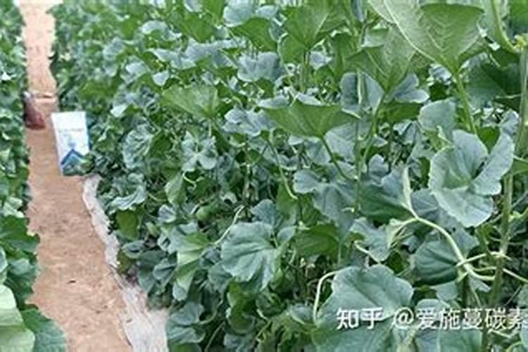 化肥哪里可以批发