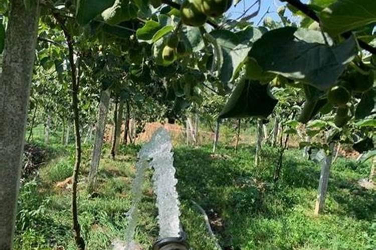 尿素稀释多少倍可以浇根正在下雨能洒尿素吗