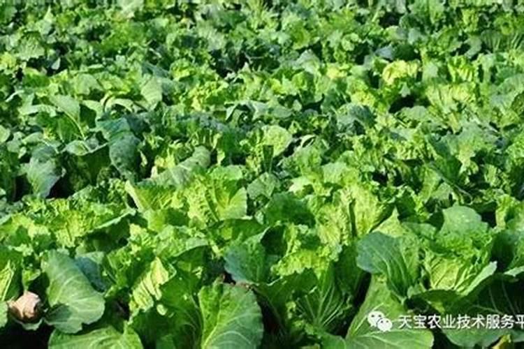 花生高产施肥配方