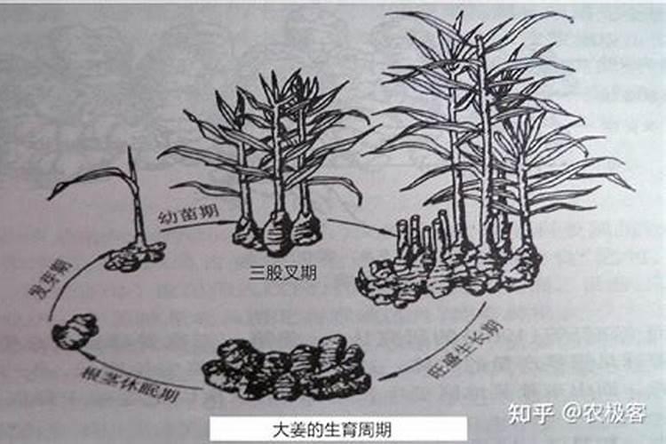 果实增色剂配方