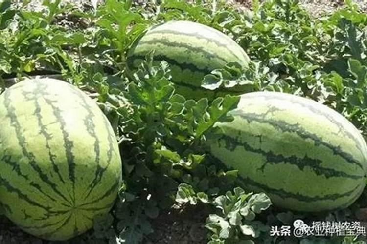 国家电力准东煤电公司60万千瓦光伏项目运维招标情况