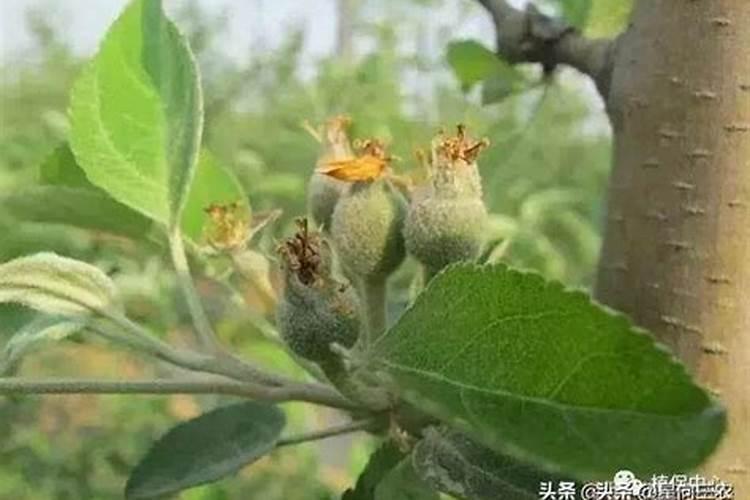 软枣猕猴桃开花前施什么肥？