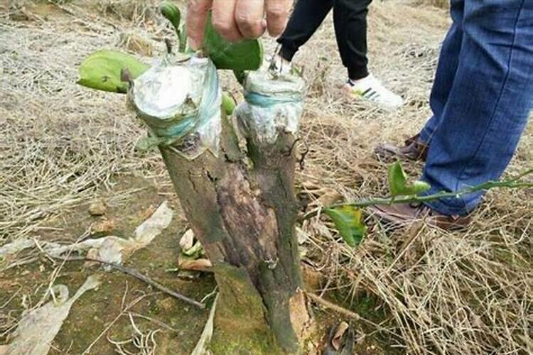 玉米最佳施肥期？