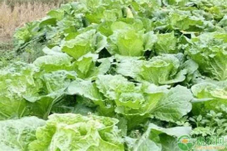 多肉咋养长得又快又肥