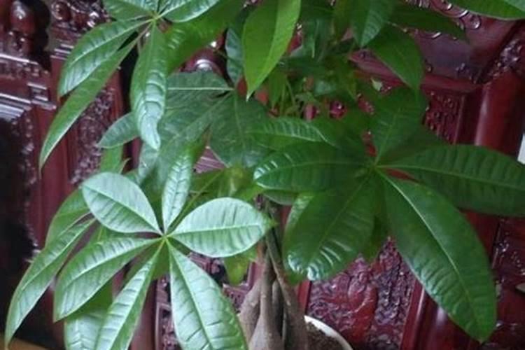 【碳哥课堂】种月季用什么样的水溶肥好？