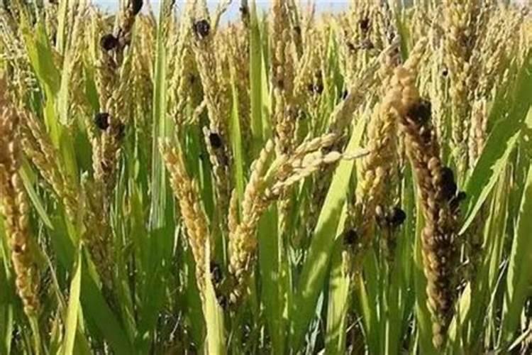 菊花喜肥吗 喜欢施什么肥料
