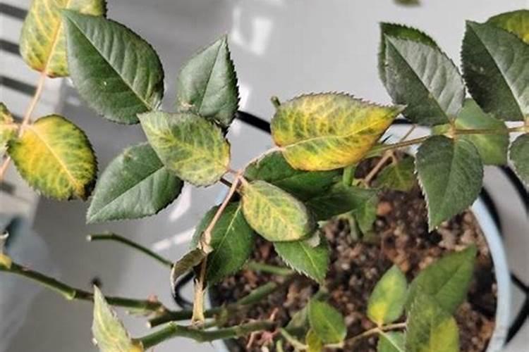 玛格丽特怎么施肥