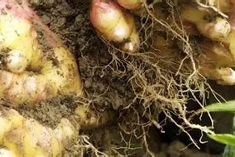 秋延后红辣椒应选择什么园地种植 秋延后红辣椒种植