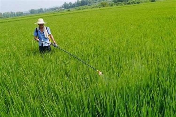 草莓需要施什么肥料