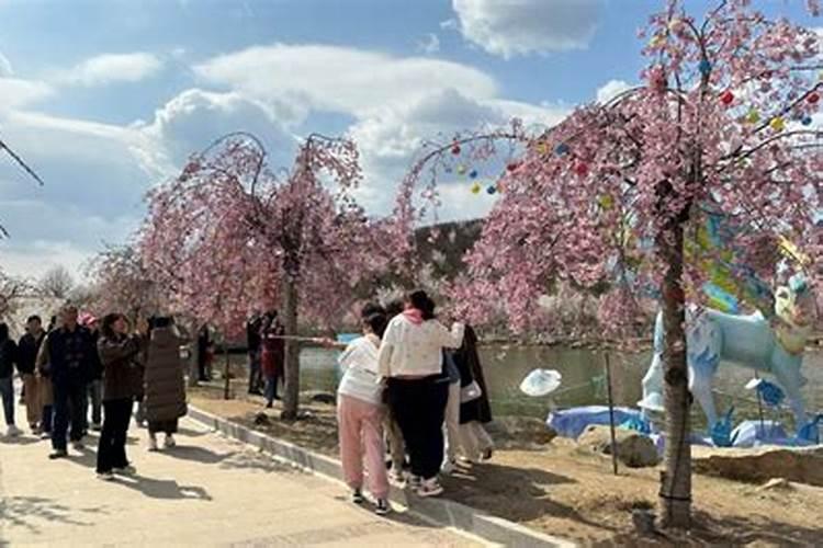 在山东省内可以种植香蕉吗？会不会结果呢？