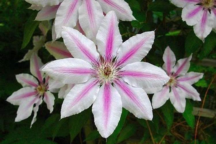 点豆肥料是什么公司啊