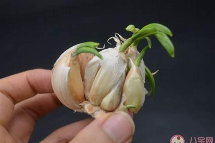 种植大蒜用什么肥料好
