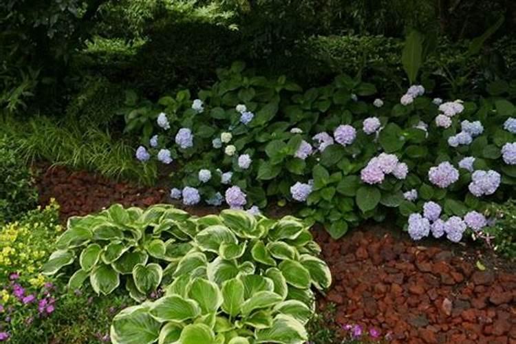 富硒香蕉和普通香蕉从种植方式上怎么去区分？