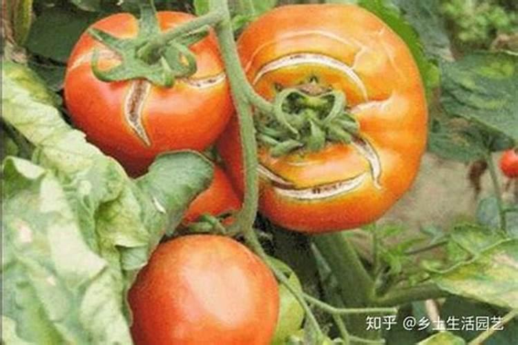 橘子皮泡水浇花能杀虫吗