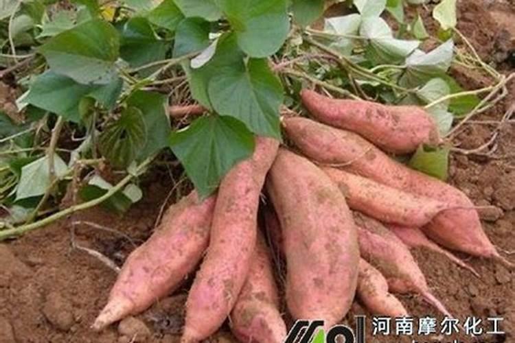 大蒜膨大期用什么肥料