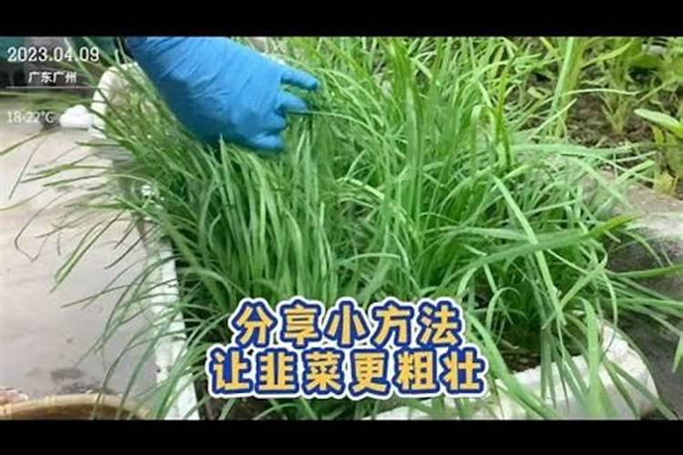 棉田怎样合理施用硼肥？