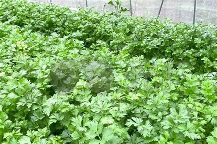 西红柿膨果肥用什么肥最好