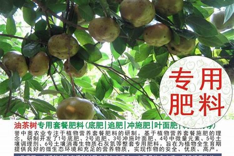 油茶树可以施复合肥吗