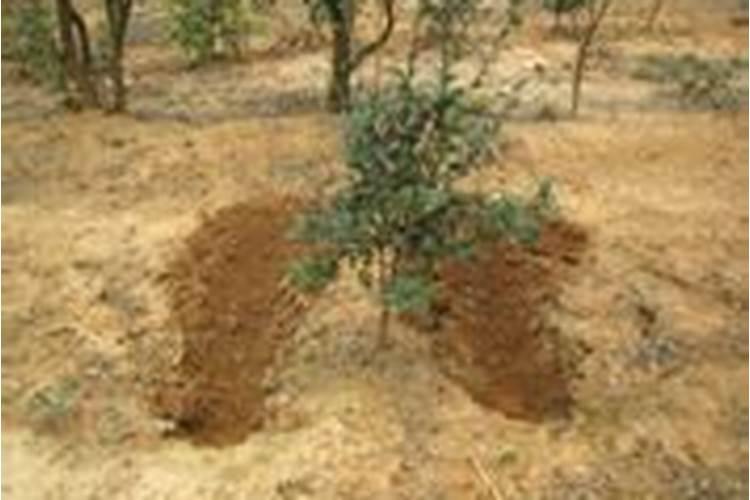 油茶低改合理施肥方法