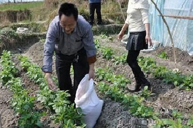 硼肥对改善花椰菜品质的重要作用及施用方法有哪些？
