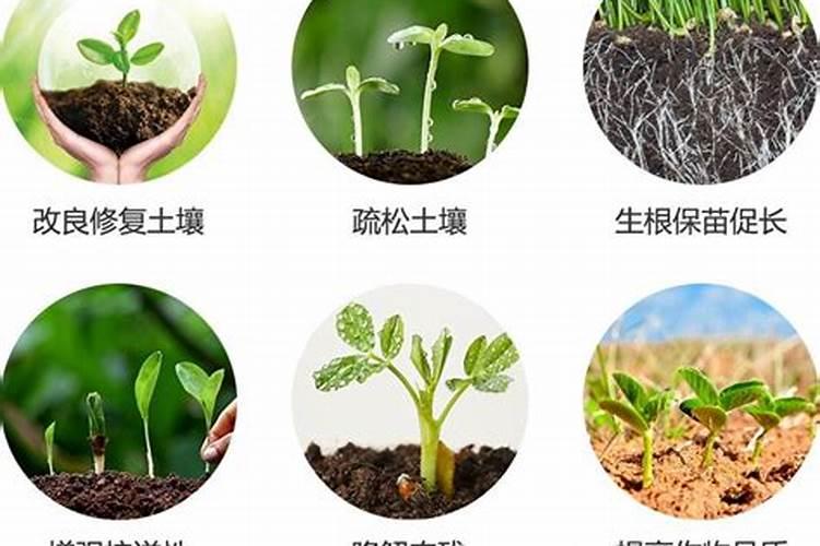 桉树肥料最好十大品牌