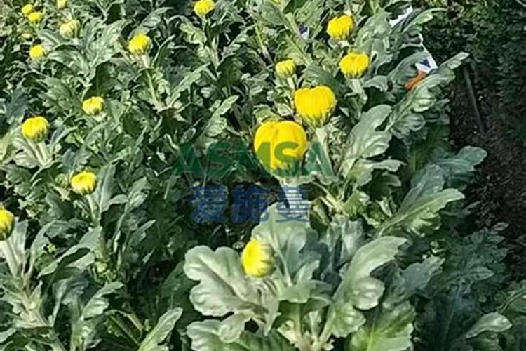 菊花开花期间怎么浇水和施肥