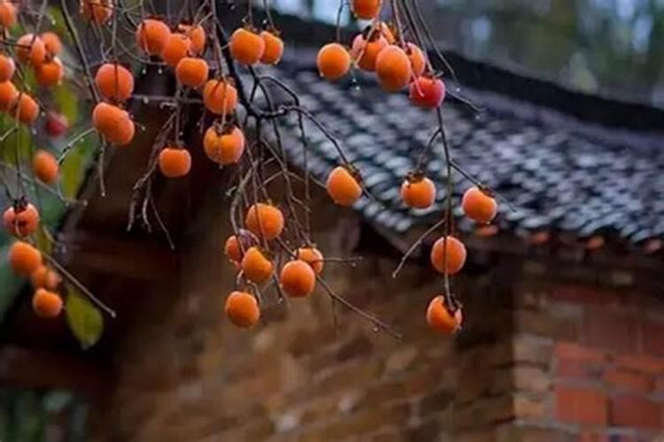 农保威叶面肥多少钱瓶