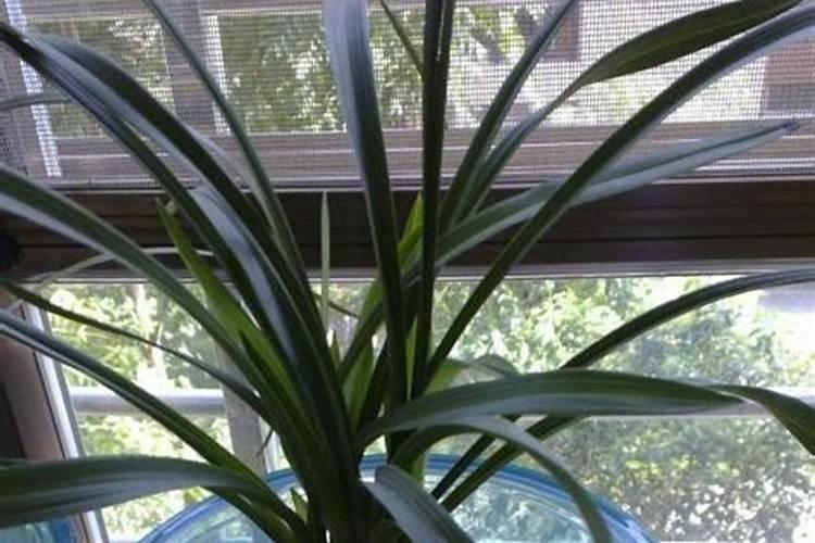 德沃多管用园艺肥,金钱树缓释掺混肥料可不可以浇兰花