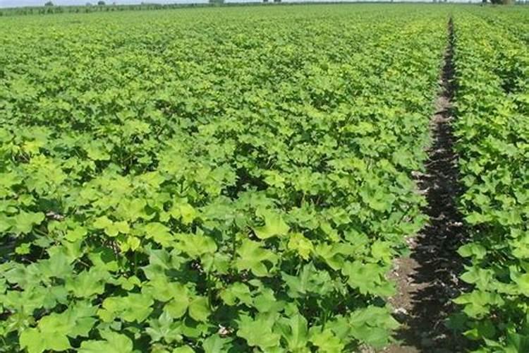 求,初中化学所有的沉淀和有颜色的溶液和固体,【要化学式和名称】百...