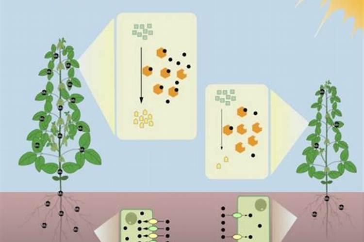 大豆缺钼肥症状及施肥的方法？