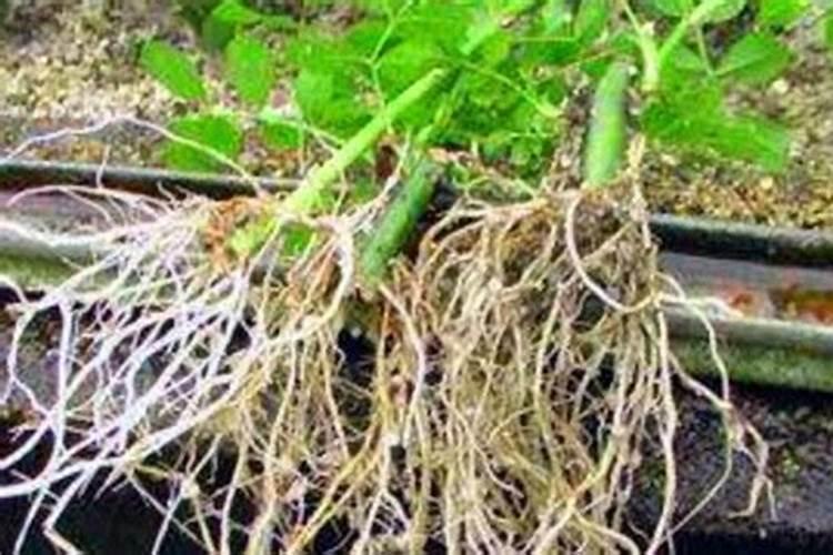 怎么给茶花施肥秋季花苞爆满枝