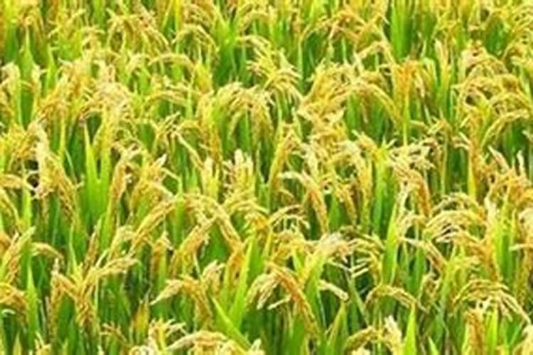 发财树用什么肥料最好