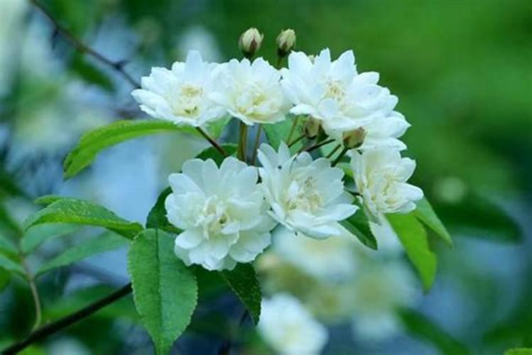 木香花怎么养