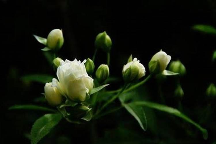 木香树适合北方种植吗