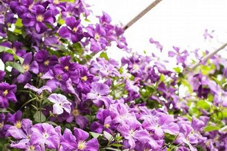 花生中后期怎么管理