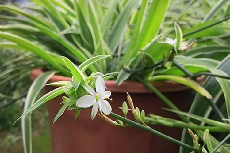 盆栽花怎样用钾肥(钾肥浇花)