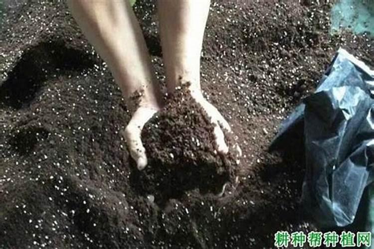 硼肥的最佳使用时期 硼肥的最佳使用是什么时候