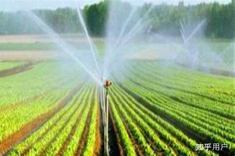 韭菜忌施哪些肥料 施什么肥长的好