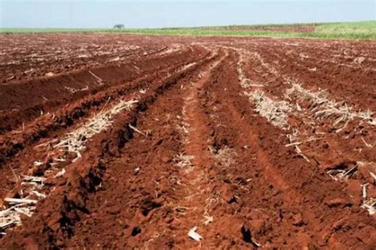 误服玉米种子的红色包衣会毒死人吗