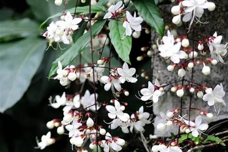 猕猴桃施肥的最佳时间