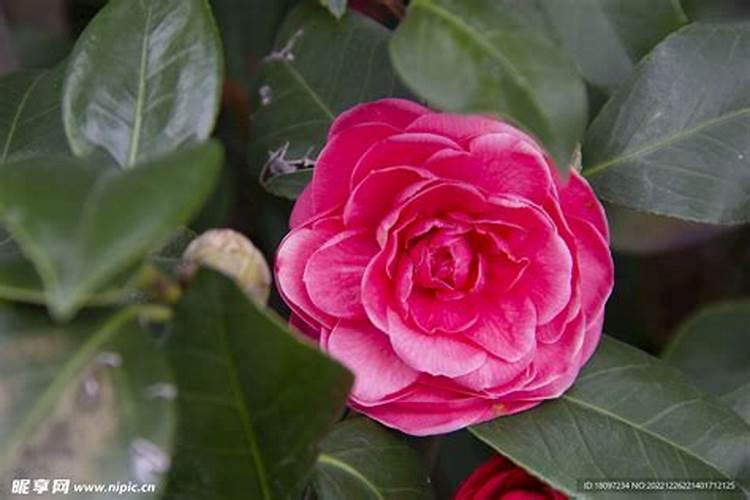 茶花打花苞时怎样施肥