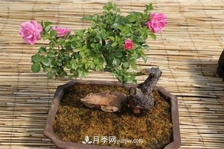 土豆可以用尿素施肥吗 开花前可以使用吗