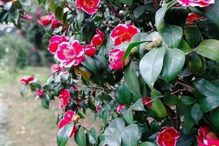 茶花营养液可以用来浇月季花吗？