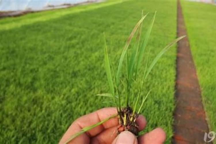 秧苗插秧后几天撒尿素