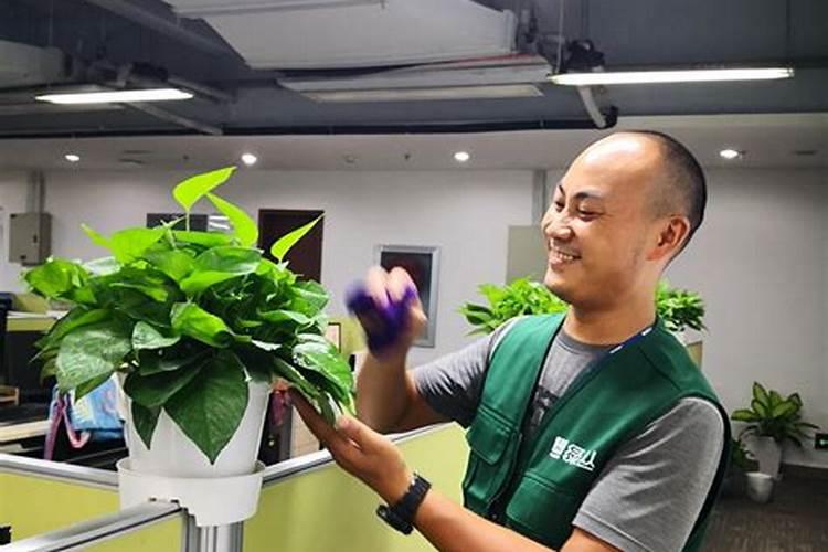 苹果苗怎么种 苹果苗如何种