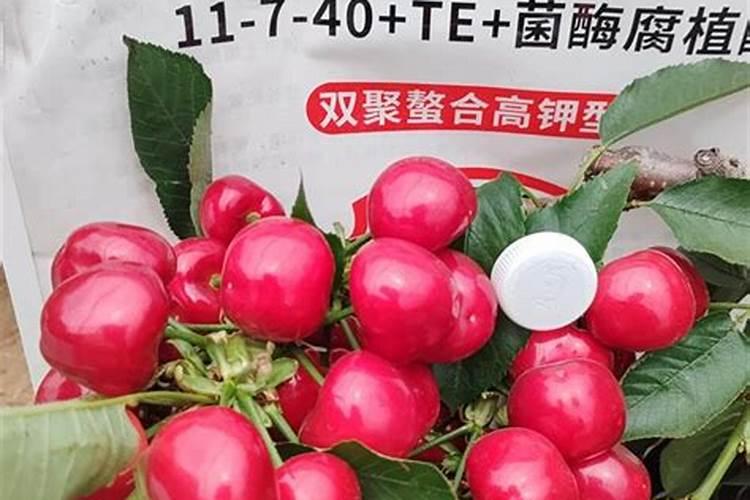樱桃膨果期使用什么肥