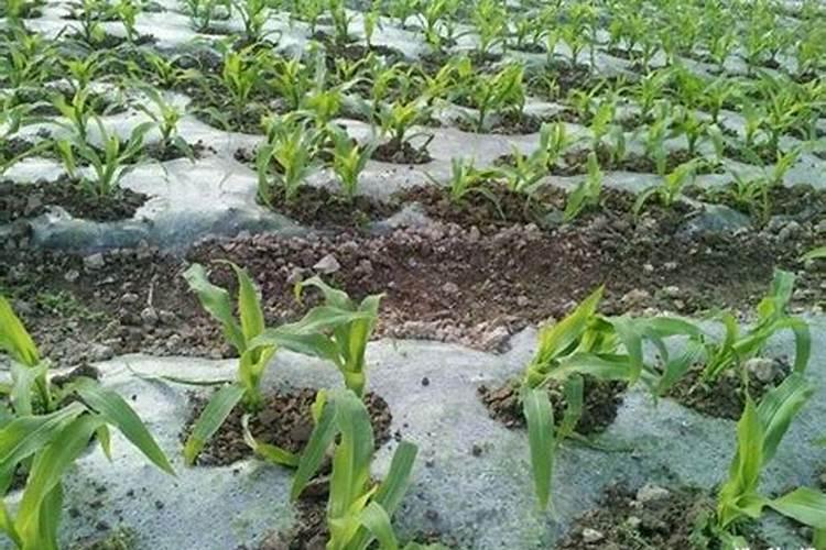 玉米一次性施肥多深 施加什么肥料好